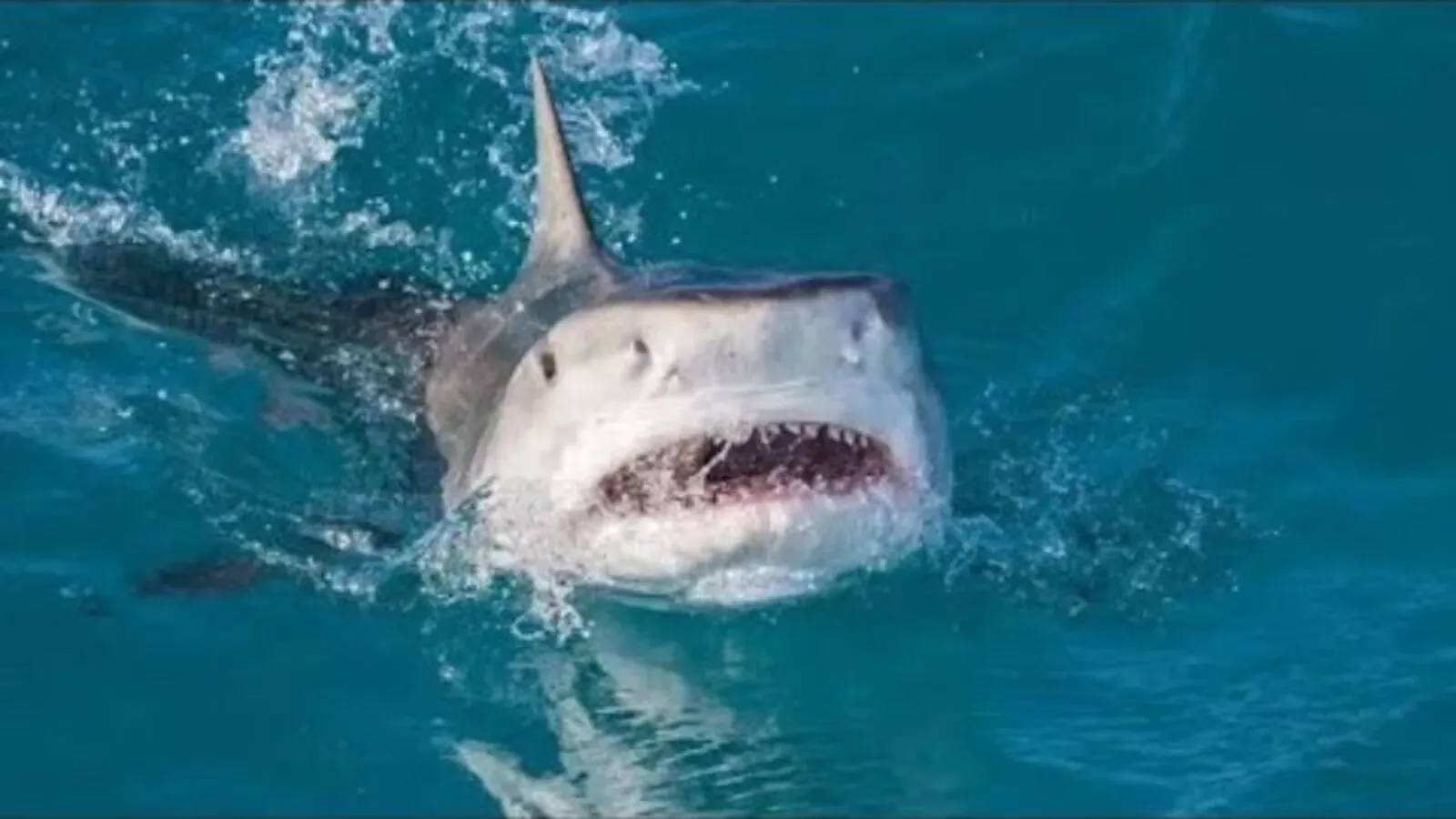 Tiburones atacan a dos estadounidenses 