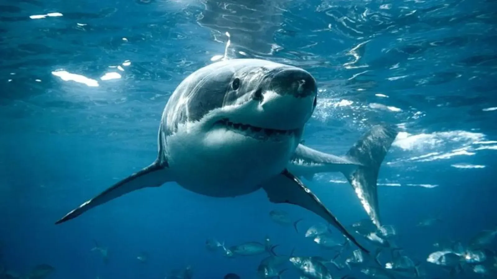 Tiburones atacan a dos estadounidenses