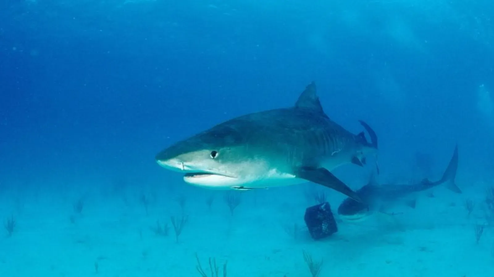 Tiburones atacan a dos estadounidenses 