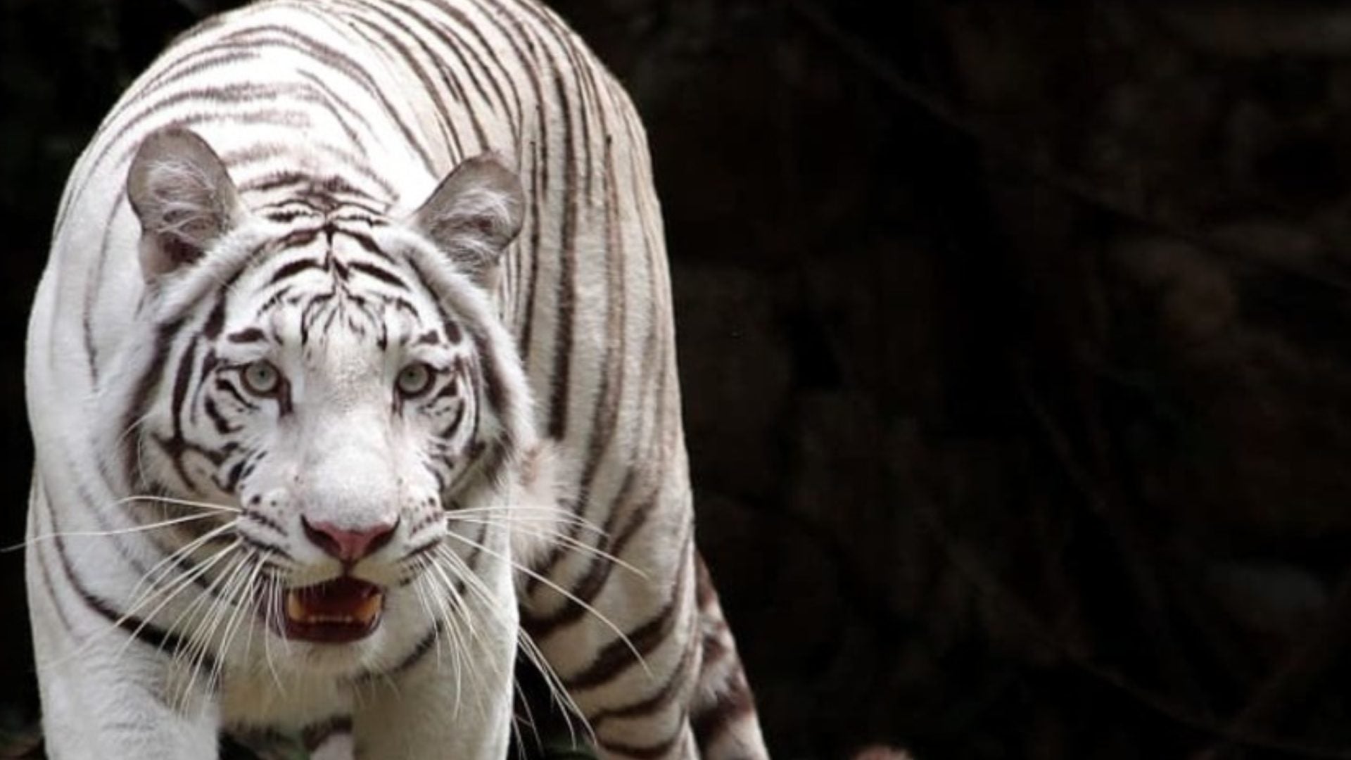 Tigre