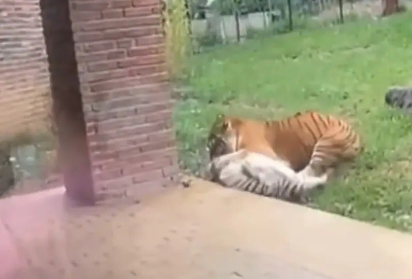 Tigre