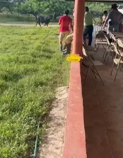 Toro cumpleaños en Catacamas