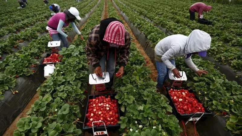 Trump trabajadores deportados