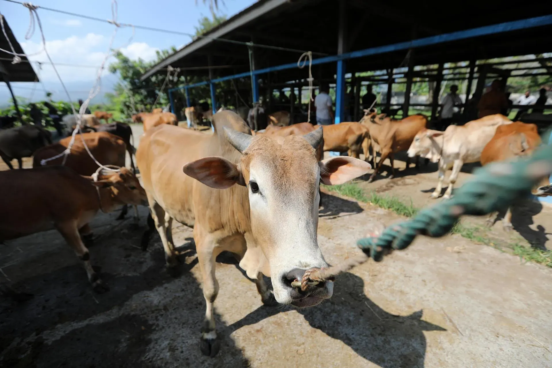 Vacas