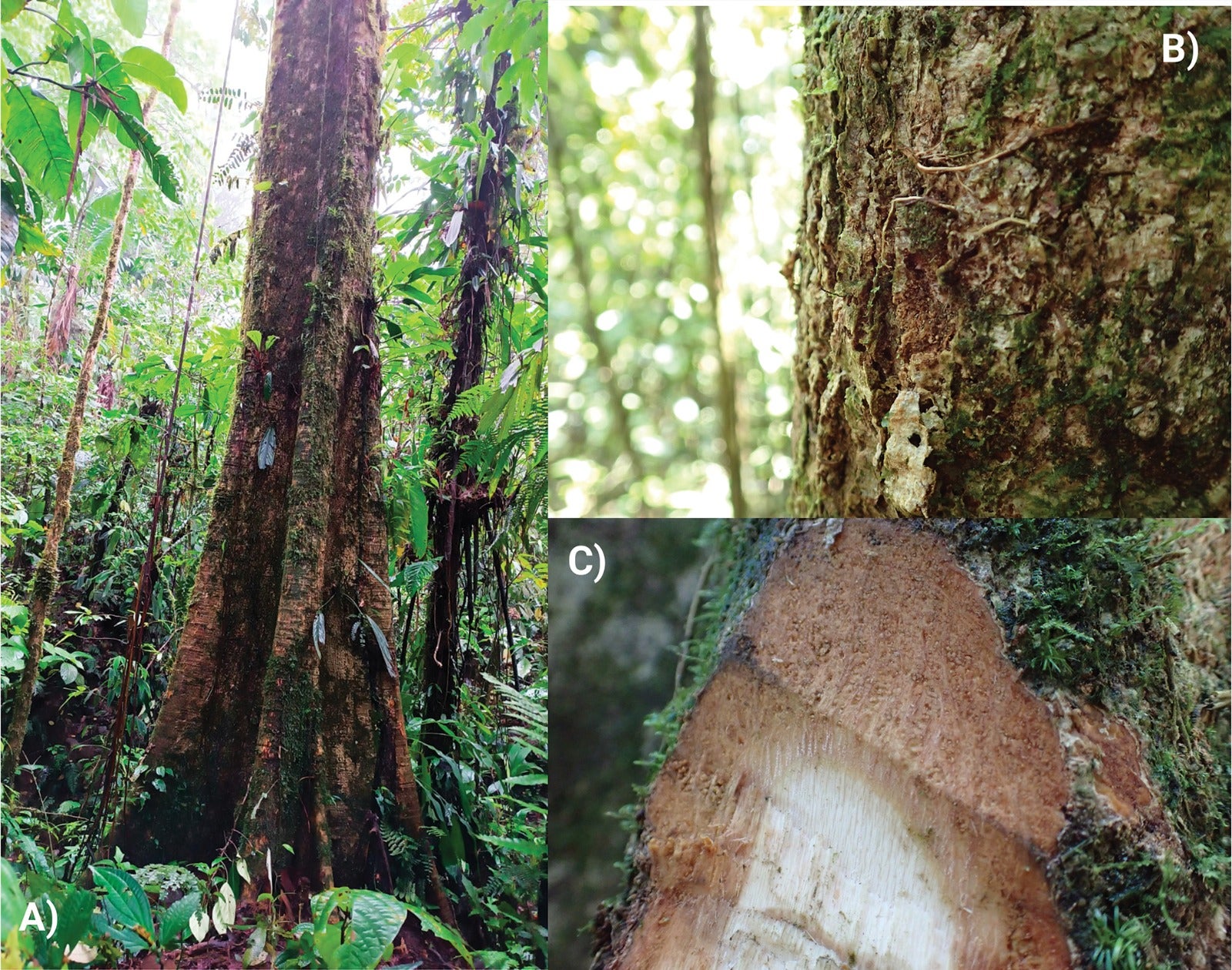 Phragmotheca centinelensis