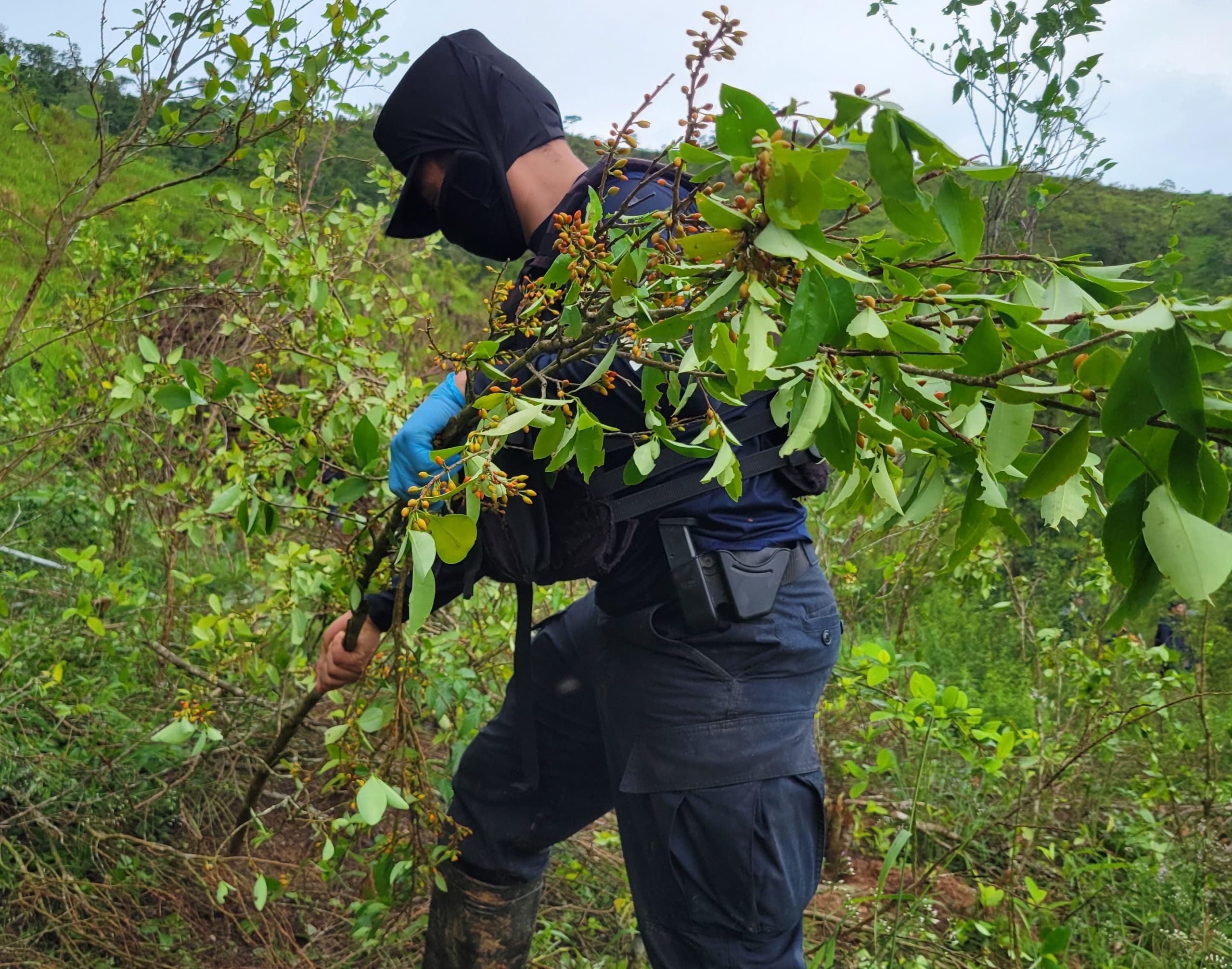Plantaciones de coca