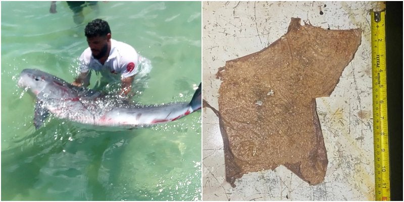 ballena