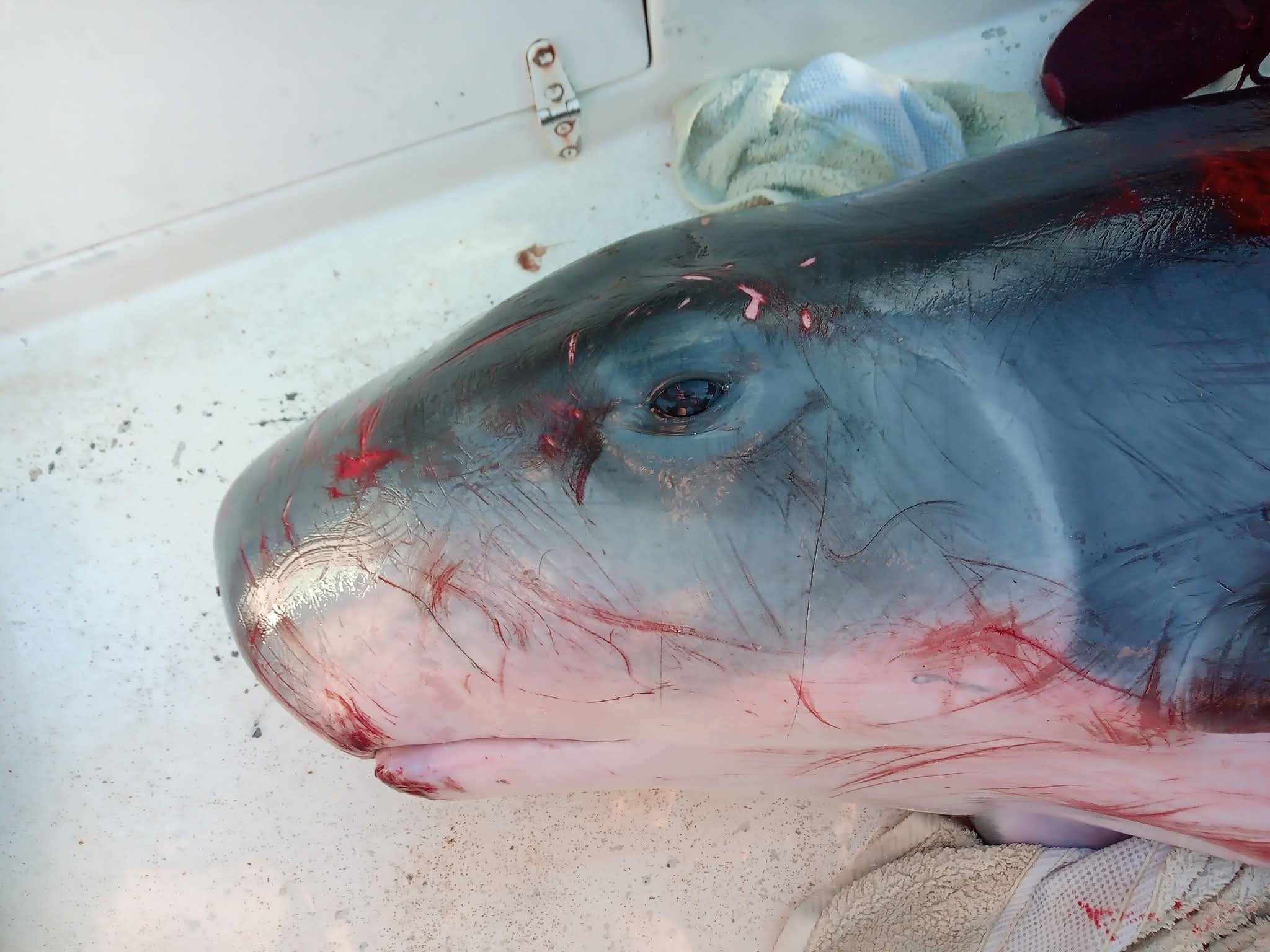 ballena