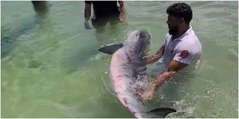 ballena