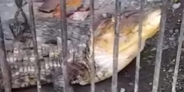 En La Ceiba claman apoyo por aparición de cocodrilos en casas