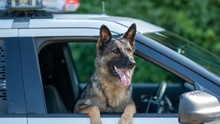 Perro policía ataca a varias personas