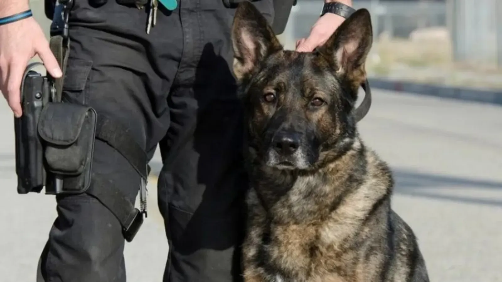 Perro policía ataca a varias personas