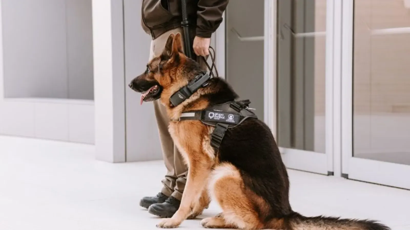 Perro policía ataca a varias personas