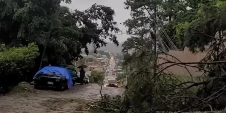 Siguatepeque: Vientos derriban 200 pinos y dañan viviendas