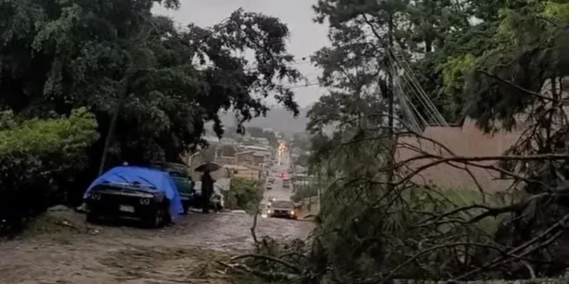 Siguatepeque: Vientos derriban 200 pinos y dañan viviendas