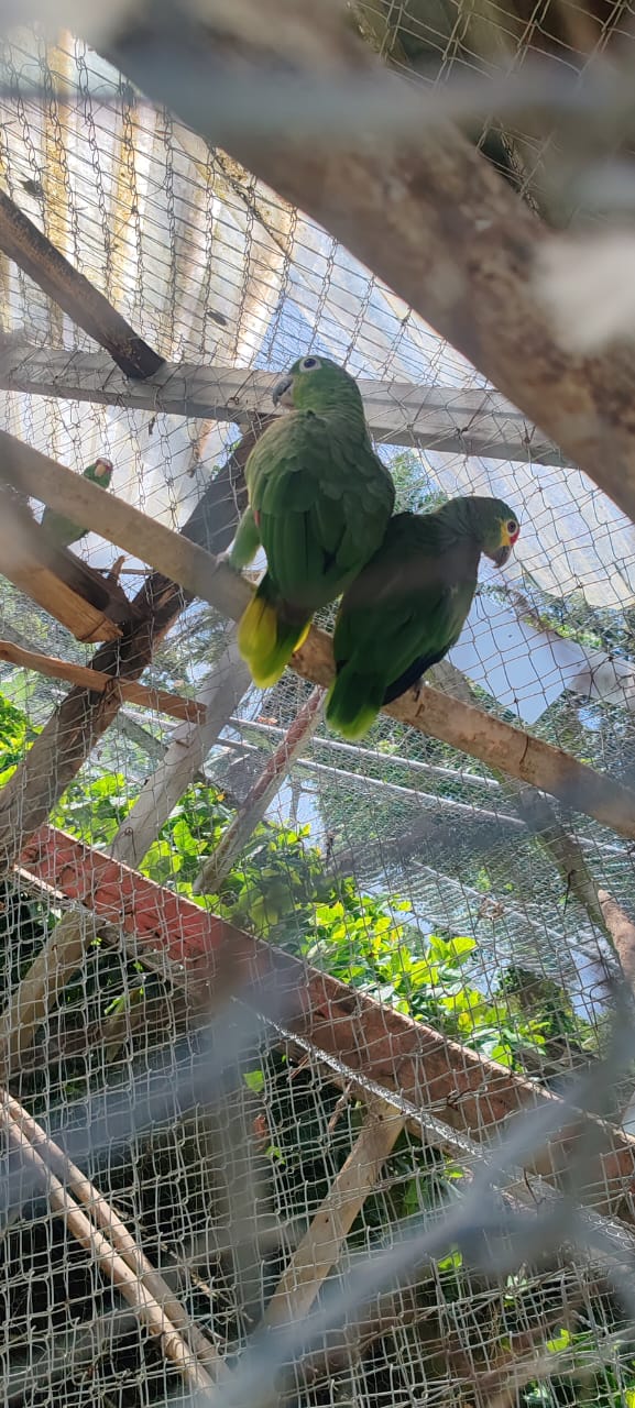 loros