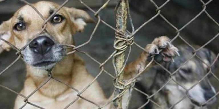 maltrato animal