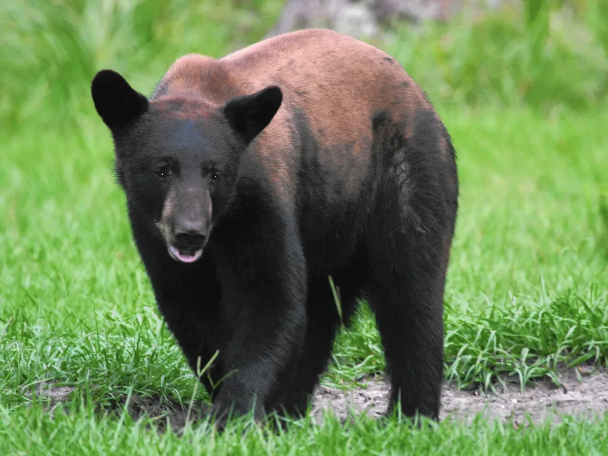 oso negro