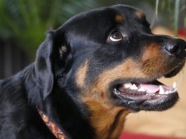 perro (1)