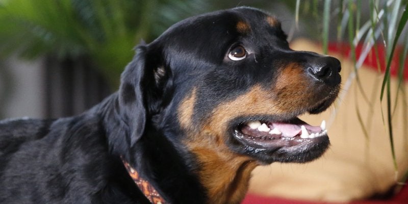 perro (1)