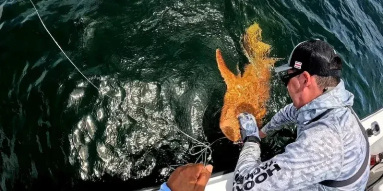Descubren en aguas de Costa Rica un inusual tiburón nodriza completamente naranja