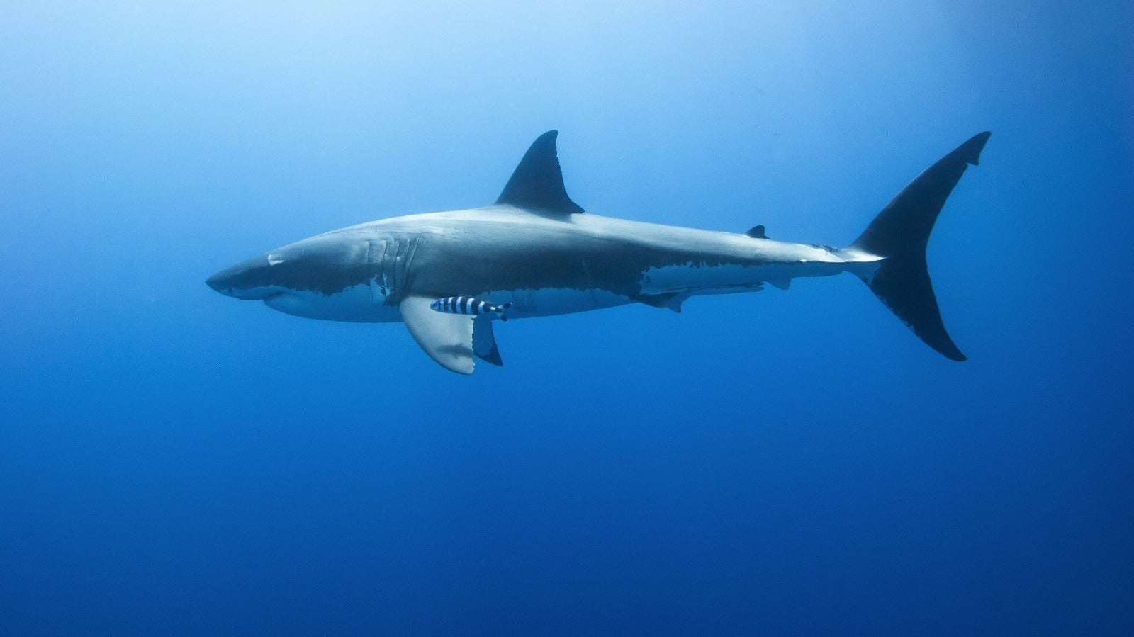 Tiburón hiere a menor pescaba EEUU