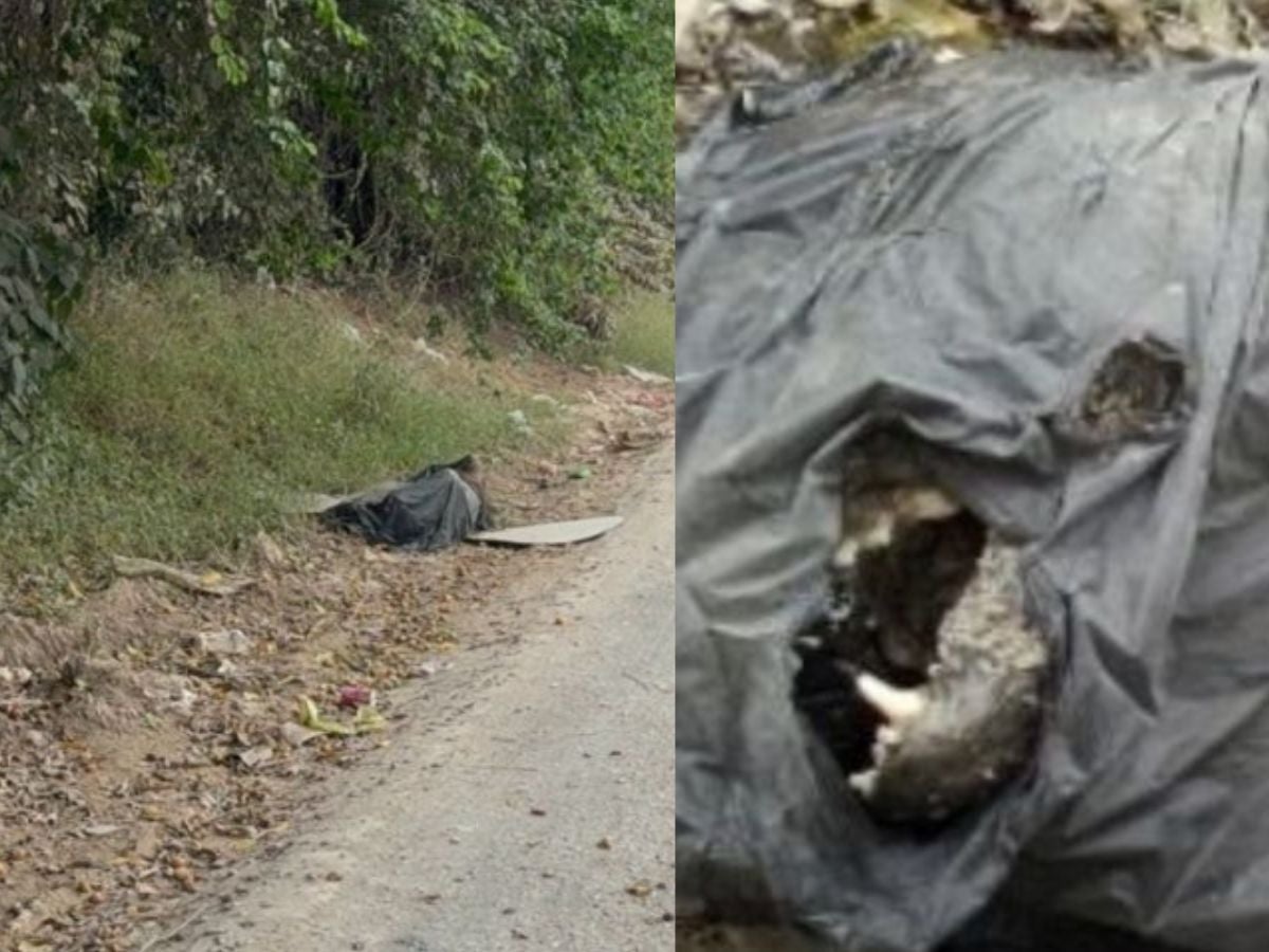 Hallazgo en Comayagua era un animal muerto, no un cuerpo humano