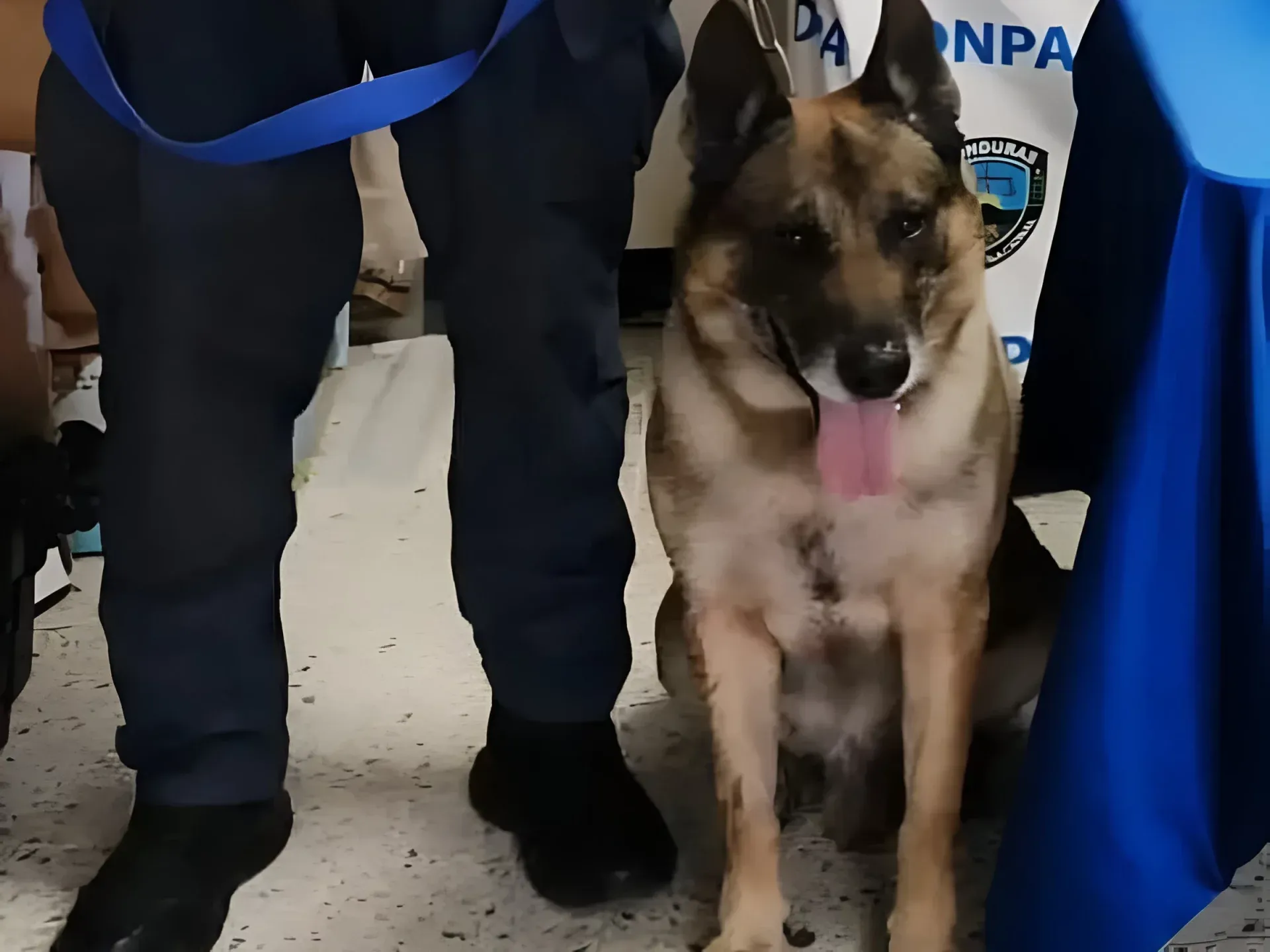 Perro halla droga en Honduras