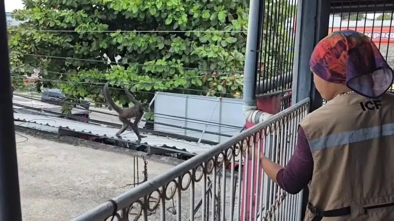 Rescate de mona araña