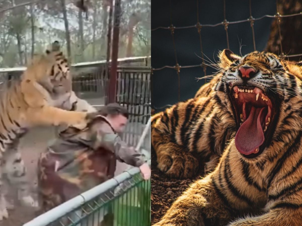 VIDEO: Tigre ataca a cuidadora, ¿dónde sucedió el incidente?