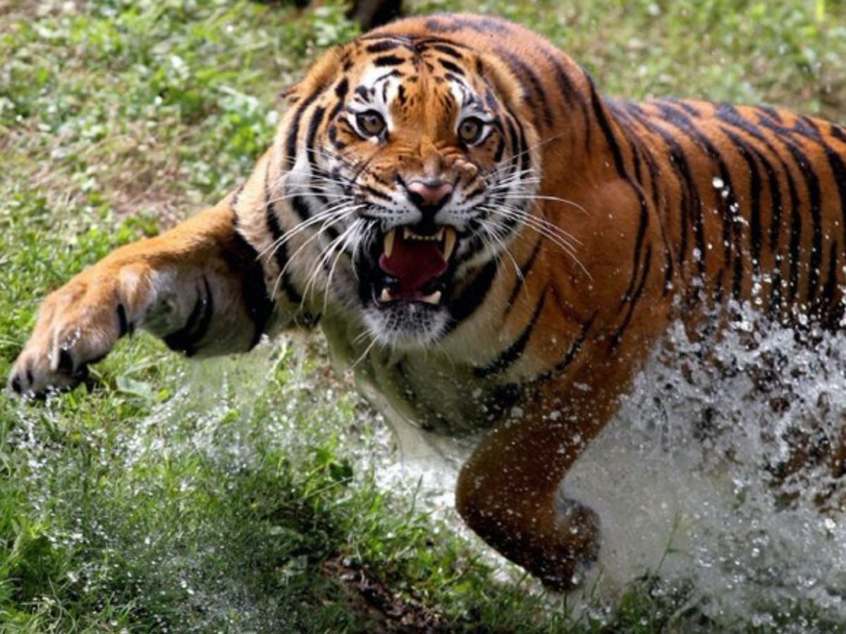 VIDEO: Tigre ataca a cuidadora, ¿dónde sucedió el incidente?