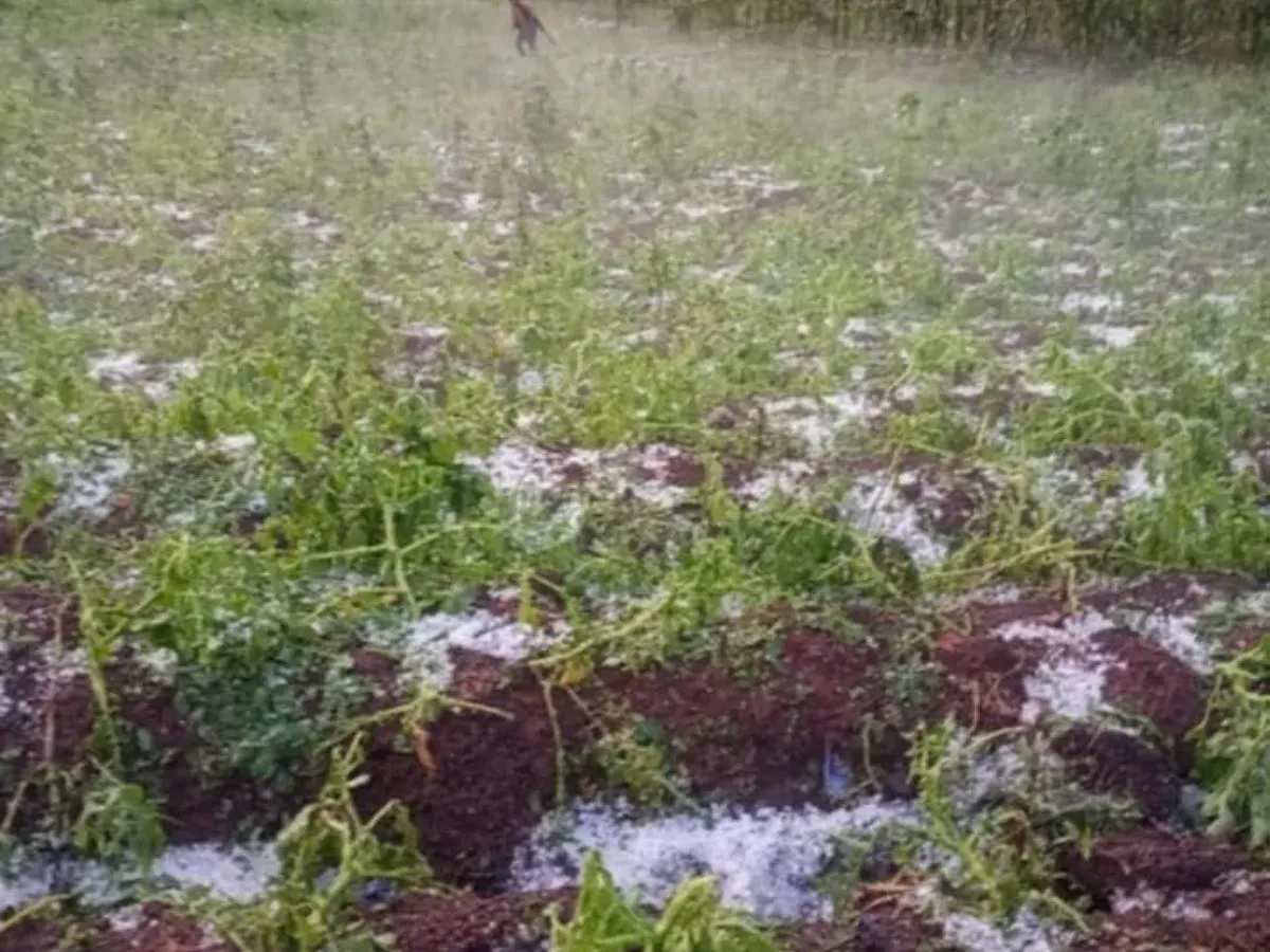 Granizo cosechas papa Intibucá