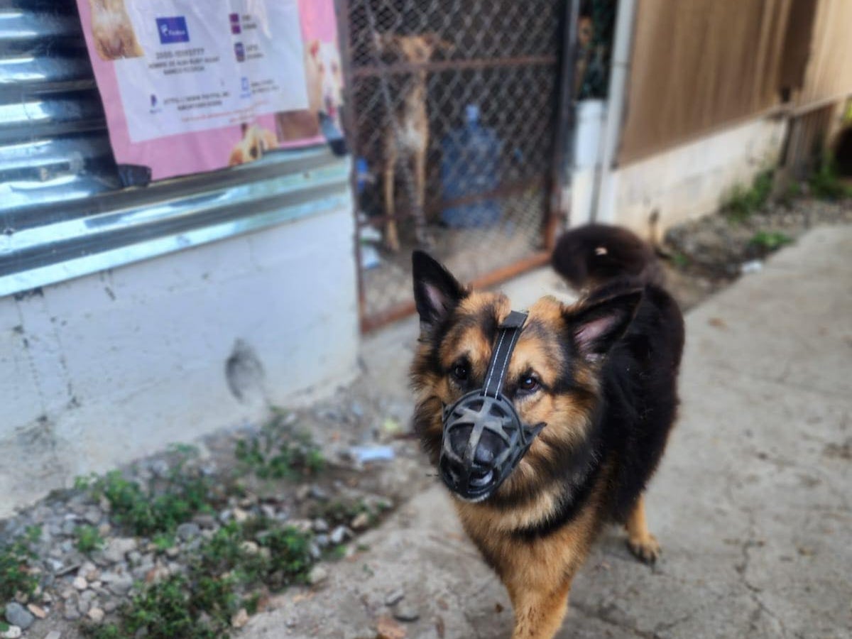 abandono de perros