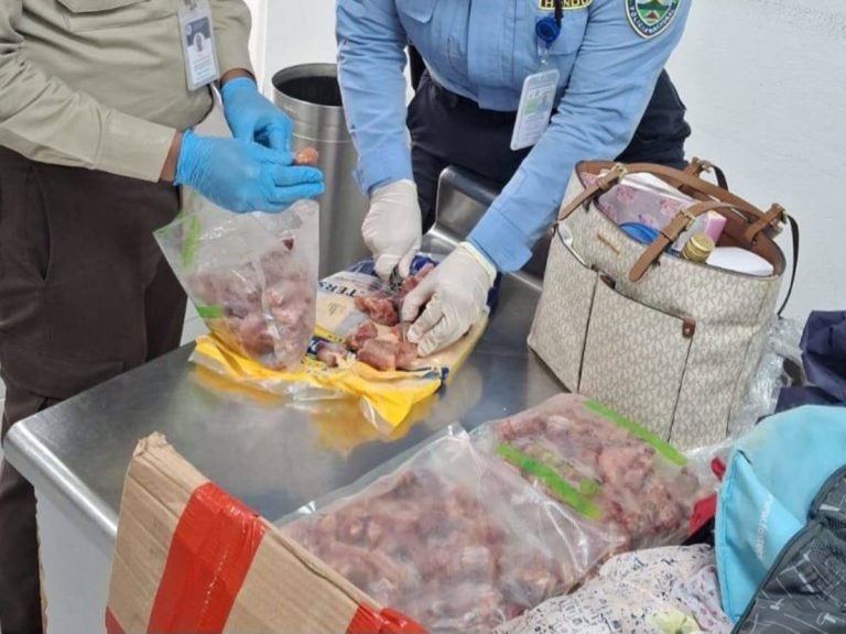 Decomisan carne de iguana en aeropuerto de La Ceiba por ingreso ilegal