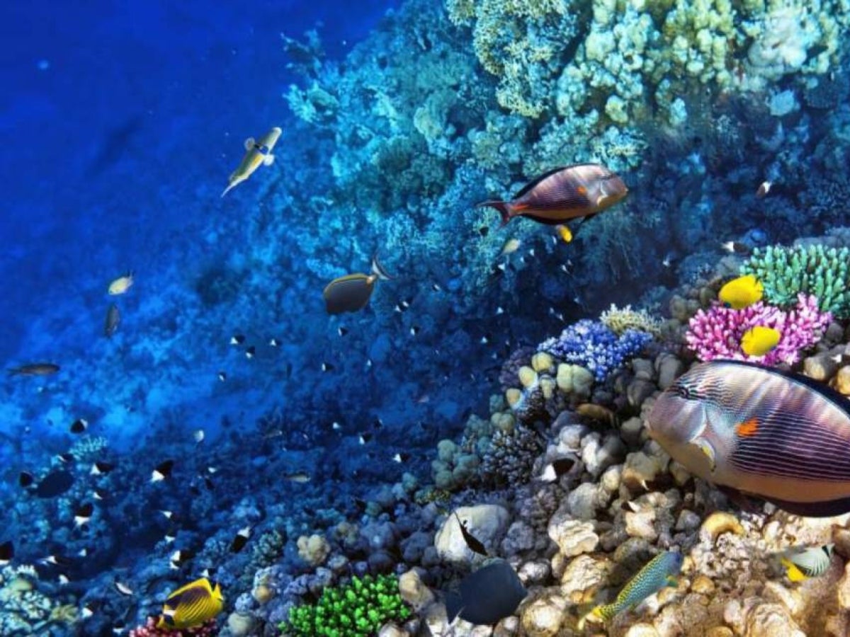 Corales de Tela son la esperanza genética para arrecifes en aguas más cálidas