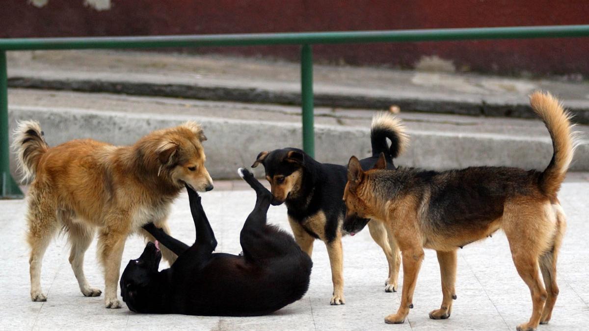 manada de perros