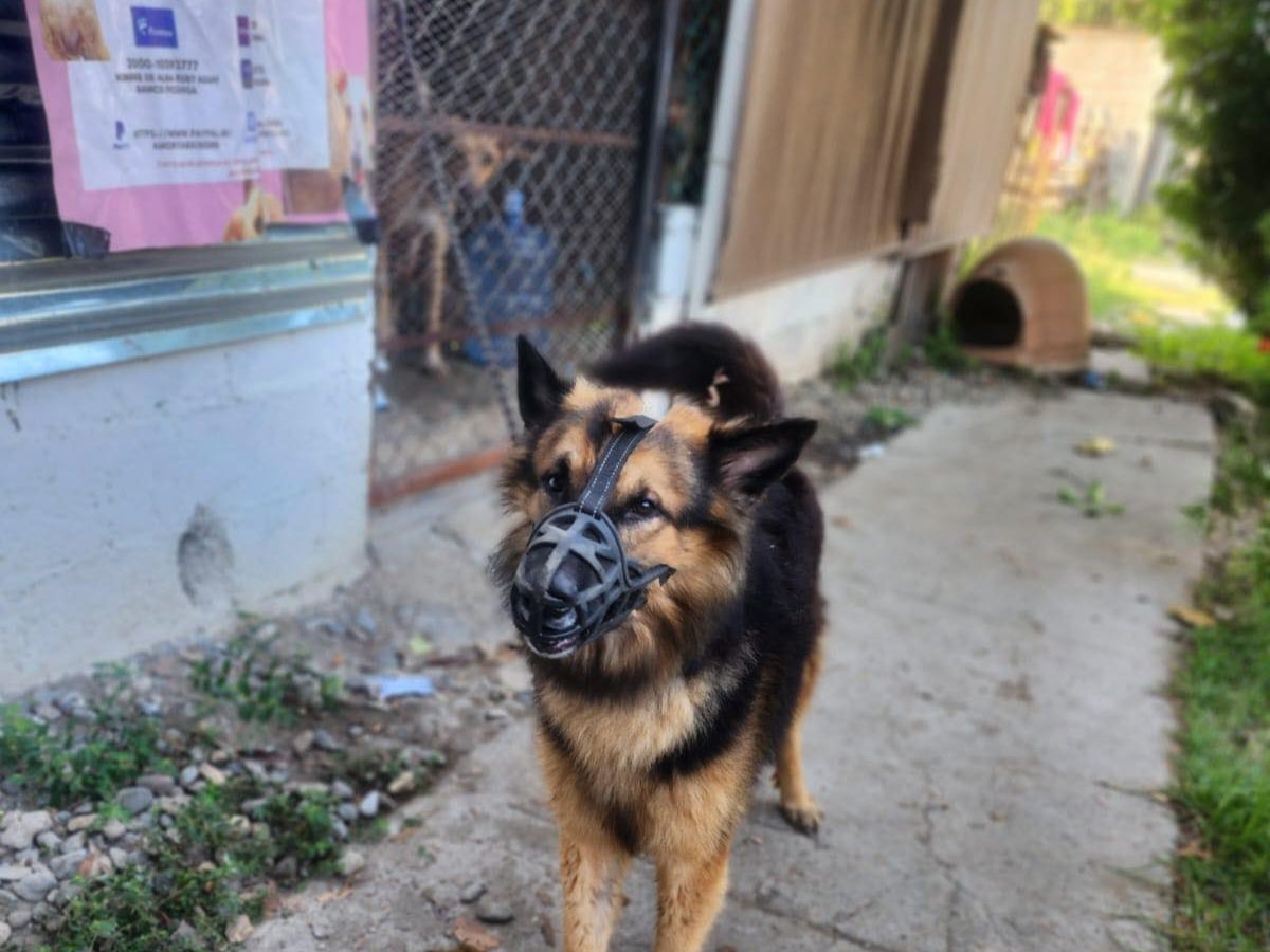 perrito abandonado